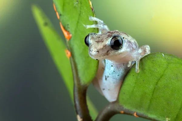 Dessert Tree Frog Perched Leaf — Stock Photo, Image