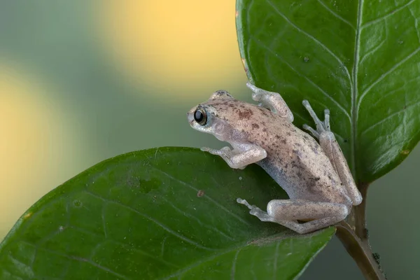 Toetje Boomkikker Een Blad — Stockfoto