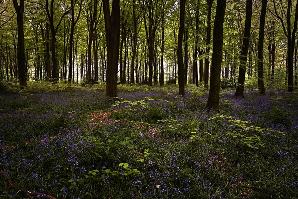 Dzwonki Cieniu Lasu Wiosennymi Kolorami — Zdjęcie stockowe