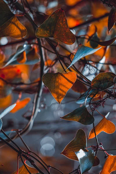 Rote Blätter Der Natur Frühling — Stockfoto