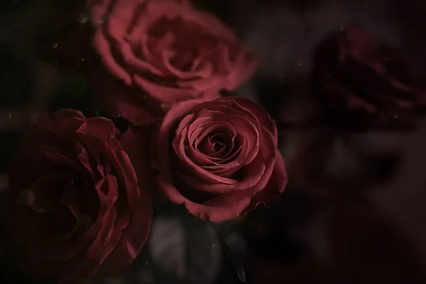Rosa Roja Oscura Misteriosa Romántica Malhumorada Emotiva Hermosa — Foto de Stock