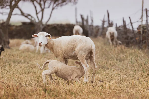 Ovelhas Com Bebê Campo — Fotografia de Stock