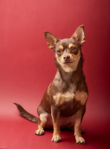 Cão Chihuahua Marrom Caramelo Fundo Vermelho — Fotografia de Stock