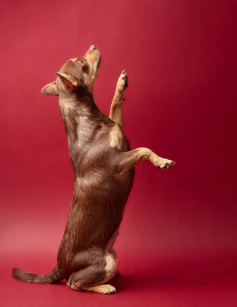 Perro Chihuahua Marrón Caramelo Sobre Fondo Rojo —  Fotos de Stock