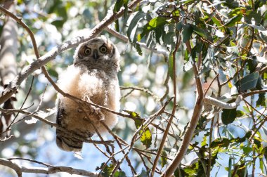Büyük Boynuzlu Baykuş, geniş gözleriyle ağaç dalına tünemiş.