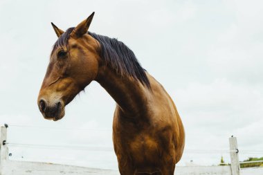 Bulutlu gökyüzüne karşı kahverengi at kafası