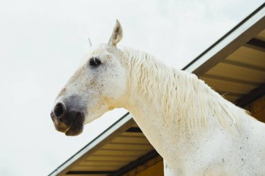 Ahırdaki beyaz at gökyüzüne karşı
