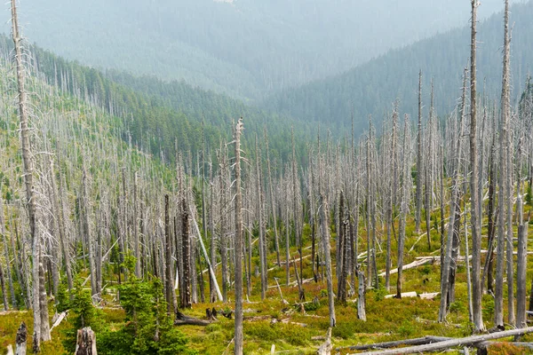 Orman Yangınından Ayakta Duran Ölü Ağaçlar