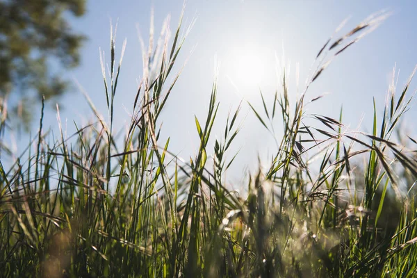 Grüner Weizen Gegen Die Sonne — Stockfoto
