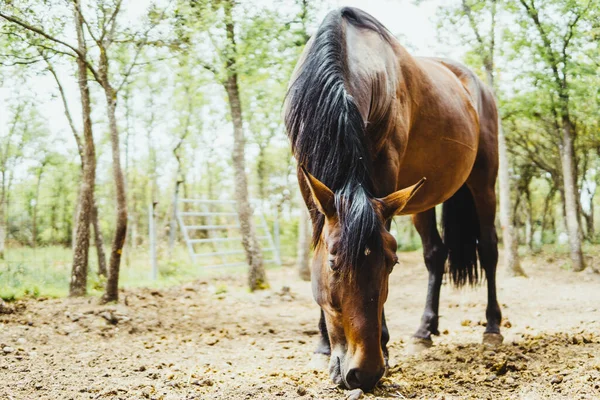 森の中の茶色の馬は — ストック写真