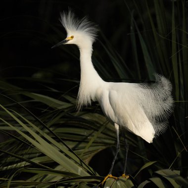 Üreme sırasında Karlı Akbalıkçıl Görünümü