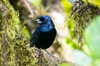 Yeşil yağmur ormanlarındaki güzel siyah kuş, Serrinha do Alambari, Mantiqueira Dağları, Rio de Janeiro, Brezilya