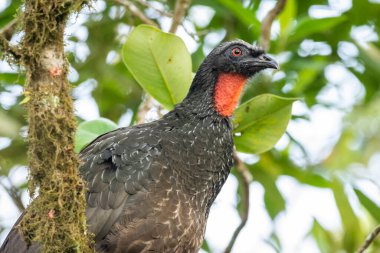 Yeşil yağmur ormanlarındaki kırmızı boyunlu güzel siyah kuş, Serrinha do Alambari, Mantiqueira Dağları, Rio de Janeiro, Brezilya