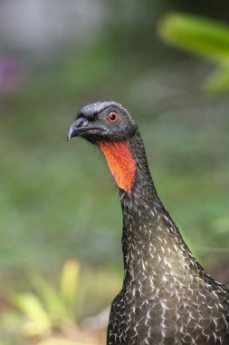 Yeşil yağmur ormanlarındaki kırmızı boyunlu güzel siyah kuş, Serrinha do Alambari, Mantiqueira Dağları, Rio de Janeiro, Brezilya