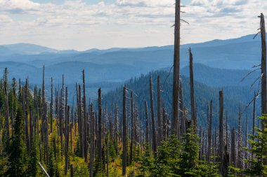 Yanmış Ağaç Yeni Tohumların Arasında Duruyor