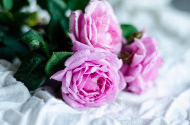 Hafif arka planda bir buket çay gülü, boş alan.