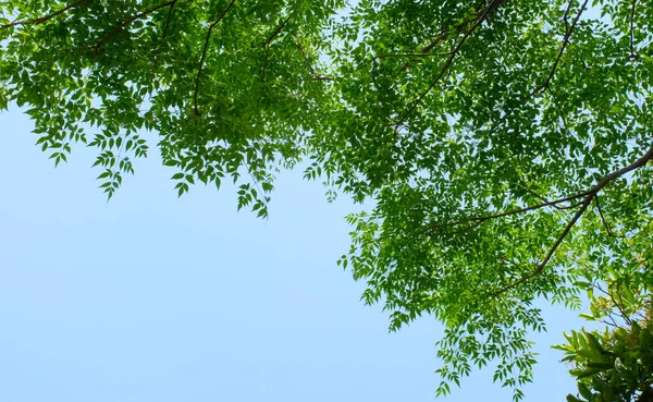 Lato Drzewo Przeciwko Jasne Niebieskie Niebo — Zdjęcie stockowe