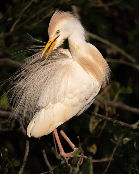 Una Garza Bovina Hace Una Pausa Para Preen —  Fotos de Stock