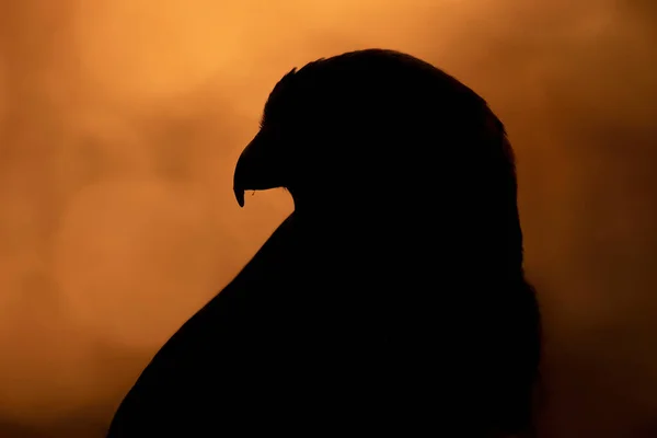 Die Silhouette Eines Lanner Falken — Stockfoto