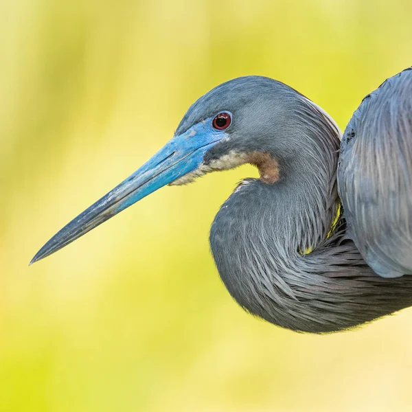 Gros Plan Héron Tri Coloré Contre Les Palmiers — Photo