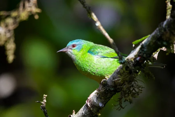 Krásný Barevný Zelený Tropický Pták Deštných Pralesích Serrinha Alambari Mantiqueira — Stock fotografie