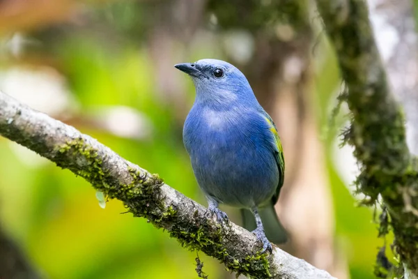 Gyönyörű Színes Kék Trópusi Madár Esőerdős Növényzeten Serrinha Alambari Mantiqueira — Stock Fotó