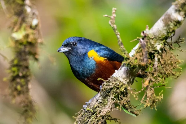 Krásný Barevný Tropický Pták Zeleném Pralesním Porostu Serrinha Alambari Mantiqueira — Stock fotografie