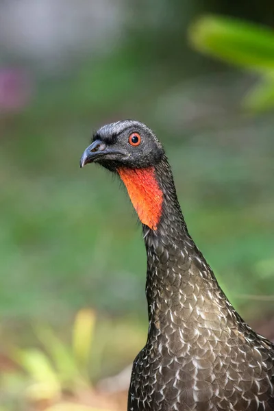 Krásný Černý Tropický Pták Červeným Krkem Zelené Deštné Pralesní Vegetaci — Stock fotografie