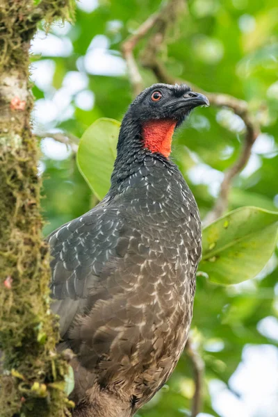 Bel Oiseau Tropical Noir Avec Cou Rouge Sur Végétation Verte — Photo