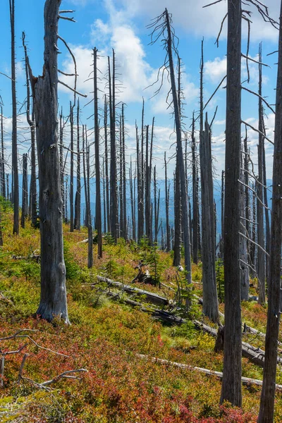 Arbre Brûlé Mort Debout Parmi Les Nouveaux Semis — Photo