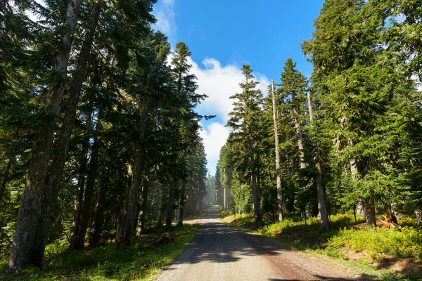 Sun and Huge Trees on A Forest Service Road In The Cascades