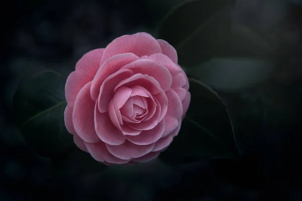 Camelia Dark Mysterious Romantic Moody Emotive Beautiful — Stock Photo, Image