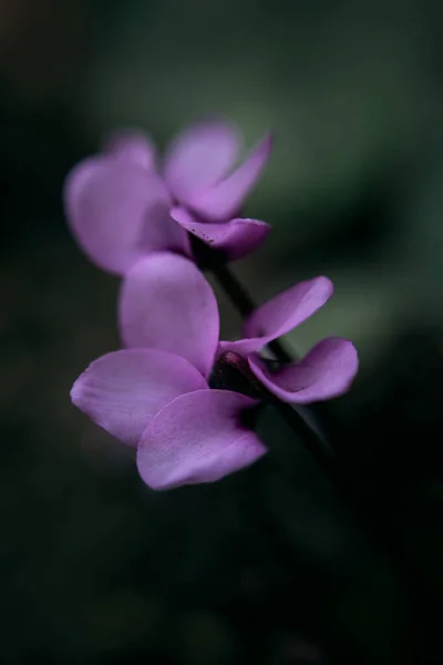 Fioletowe Kwiaty Szczegóły Makro Natura Kwiaty Tańczące Kwiaty — Zdjęcie stockowe