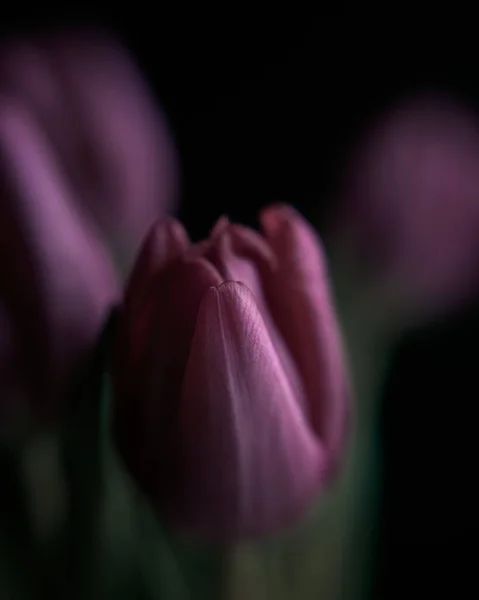 Tulipán Rosado Tulipanes Macro Naturaleza Misterioso Malhumorado Primer Plano — Foto de Stock