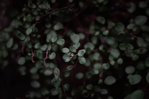 緑の葉 マクロ — ストック写真