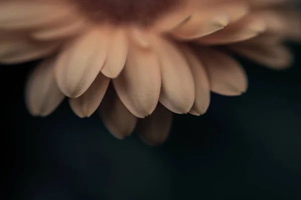 Kronblad Gul Blomma Vår Värme Makro Natur Närbild — Stockfoto
