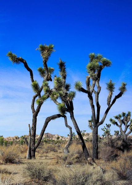 Yucca Stromy Pusté Kalifornii — Stock fotografie