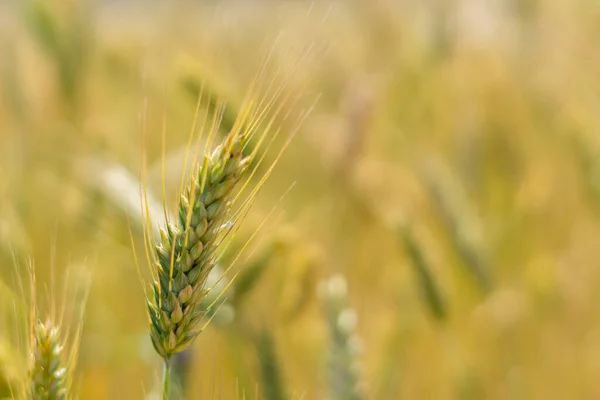 Campos Trigo Sol Orgánico Lejano — Foto de Stock