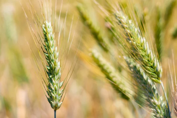 Campos Trigo Sol Orgánico Lejano — Foto de Stock