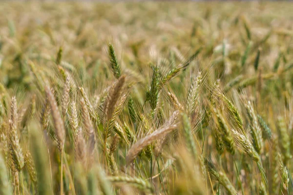 Wheat Fields Sunming Organic Far — Stock Photo, Image