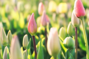 Tarlada renkli laleler