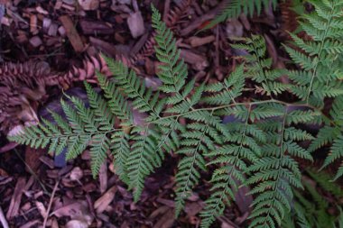 yeşil büyük tropikal yaprak, tropikal orman