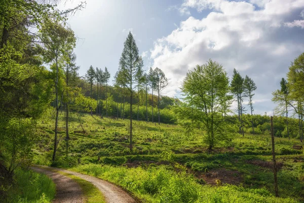 Forest clearing with tall fir trees in the middle of the sunny forest in the morning