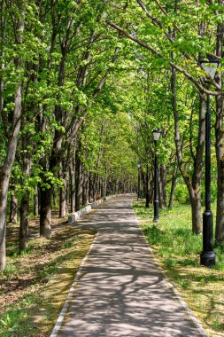 Güneşli bir günde ağaçların ve fenerlerin arasında parkta bir patika.