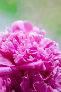 Pembe şakayıklar, yakın plan, boş alan