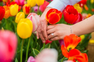 BİR TULIP TARİHİNDE ÇALIŞMA