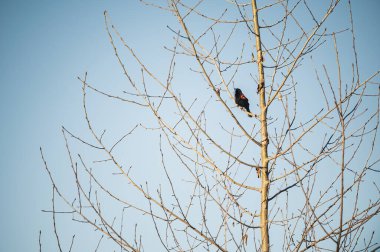 Dağda ve sulak alanlarda gün doğumu