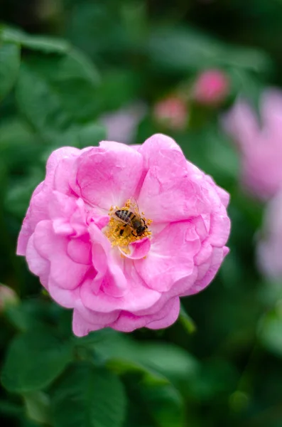 Μέλισσα Επικονιάζει Τριαντάφυλλο Λουλούδια Ελεύθερος Χώρος Close — Φωτογραφία Αρχείου