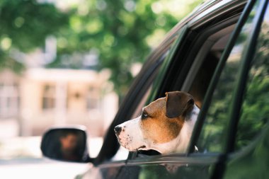 Köpek pencereden dışarı bakıyor, evcil hayvanlarla gidip geliyor.