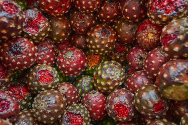 Meksika kaktüsü pitayaları sepete konur.
